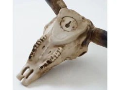 Sale MCW Deko Schädel C15 Longhorn