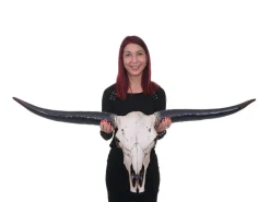 Outlet MCW Deko Schädel 132cm A14 Stier Naturfarben