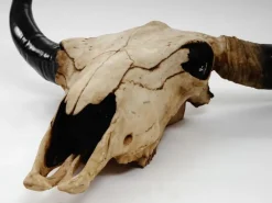 MCW Deko Schädel 45cm T454 Stier Naturfarben