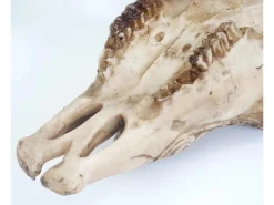 Online MCW Deko Schädel Longhorn