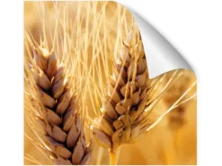 Myspotti Küchenrückwandfolie Korn Selbstklebend 220 cm x 60 cm