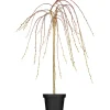 GROW by OBI OBI Hängende Kätzchenweide "Pendula" Gelb Höhe ca. 50-60 cm Topf ca. 3,5 l Salix