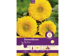 Pabst Keimkraft Sonnenblume Big Bear Saatgut
