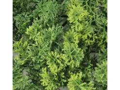 Primaflor Kunsthecke Moos Grün 50x50cm