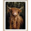 Pro Art Bild Framed Art Scottish Highland cattle VI 40 cm x 30 cm