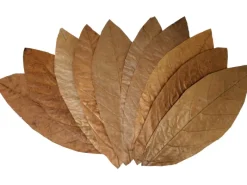 Proflora Cacao Blätter Groß