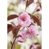Best Prunus Serrulata Royal Burgundy Zierkirsche Dunkelrosa 40–60 cm