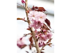 Best Prunus Serrulata Royal Burgundy Zierkirsche Dunkelrosa 40–60 cm