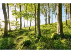 Sanders & Sanders Fototapete Landschaft Grün und Blau 450 x 280 cm 612683