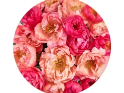 Sanders & Sanders Selbstklebende Runde Tapete Blumen Rosa Ø 125 cm 611805