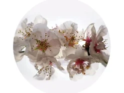 Sanders & Sanders Selbstklebende Runde Tapete Blumen Weiß und Rosa Ø 140 cm 601130