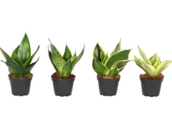 Sansevierie "Easy Care" Trifiscata-Sorten Topf-Ø ca. 6 cm Sansevieria trifiscata