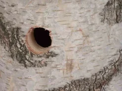 Siena Garden Nistkasten aus Birke Natur 29 cm x 14 cm x 19 cm FSC®