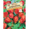 Sale Sperli Lampionblume "Mikie's Laterne" Physalis alkekengi
