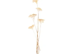 Trockenblume Achillea