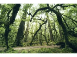 Best Komar Vlies Fototapete Ancient Green 450x280 cm